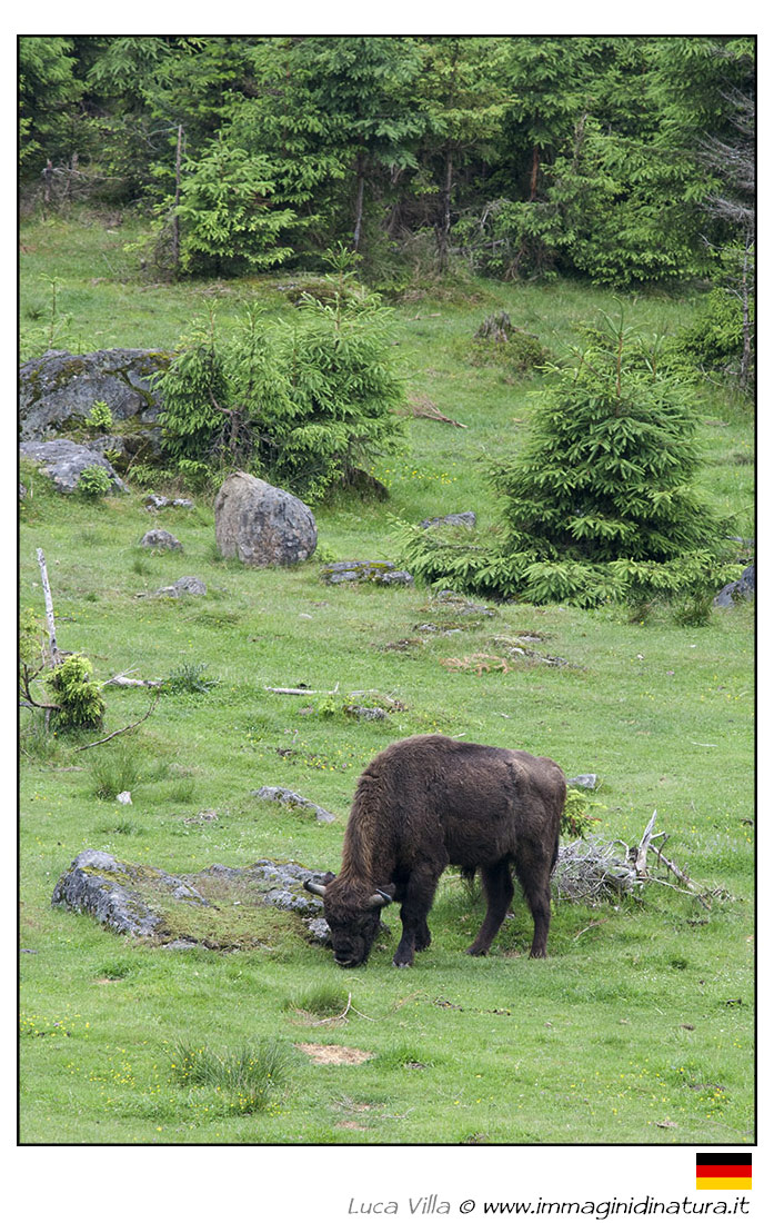 Bisonte europeo - Bison bonasus